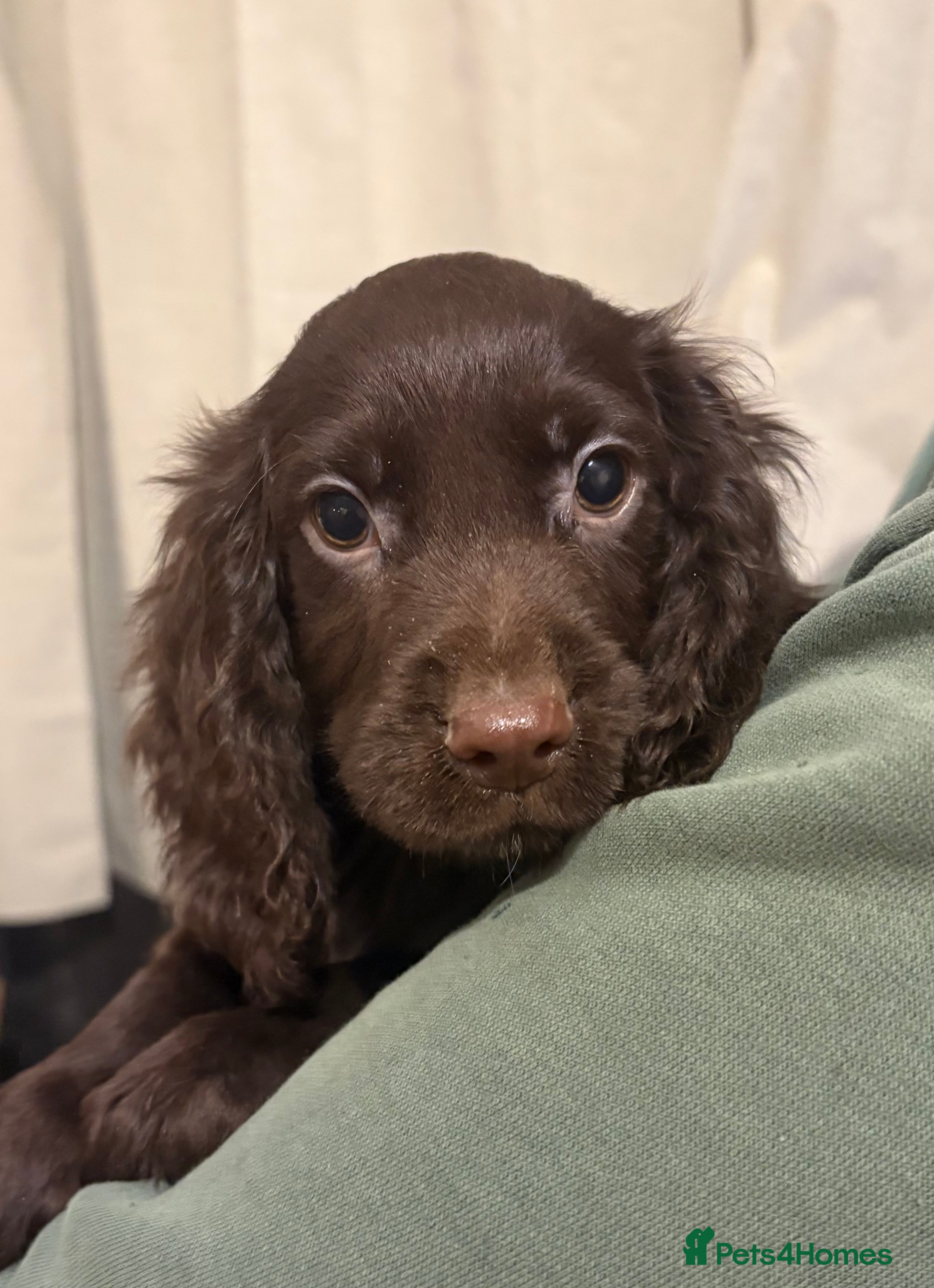 Cocker Spaniel dogs Beautiful Cocker Spaniel Puppies  - Advert 4