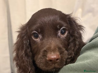 Cocker Spaniel dogs Beautiful Cocker Spaniel Puppies - Advert 12