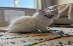 Ragdoll cats for sale: *REDUCED*GCCF Registered Ragdolls Blue/Seal/Lynx - Image 2