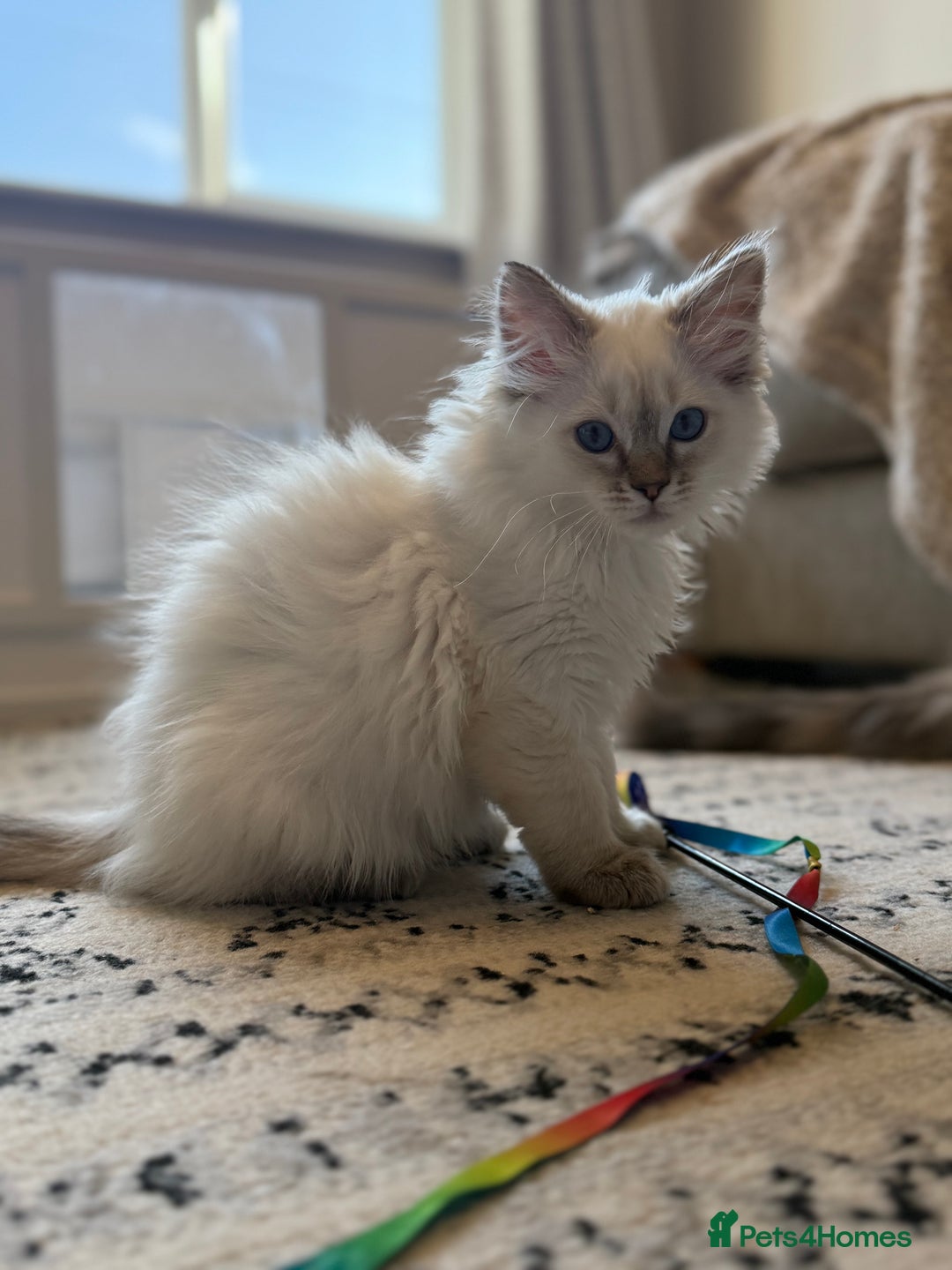 Ragdoll cats for sale: *REDUCED*GCCF Registered Ragdolls Blue/Seal/Lynx - Image 2
