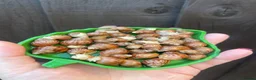 Snails invertebrates for sale: Albino Giant African Land Snails (Achatina Fulica) - Advert 1