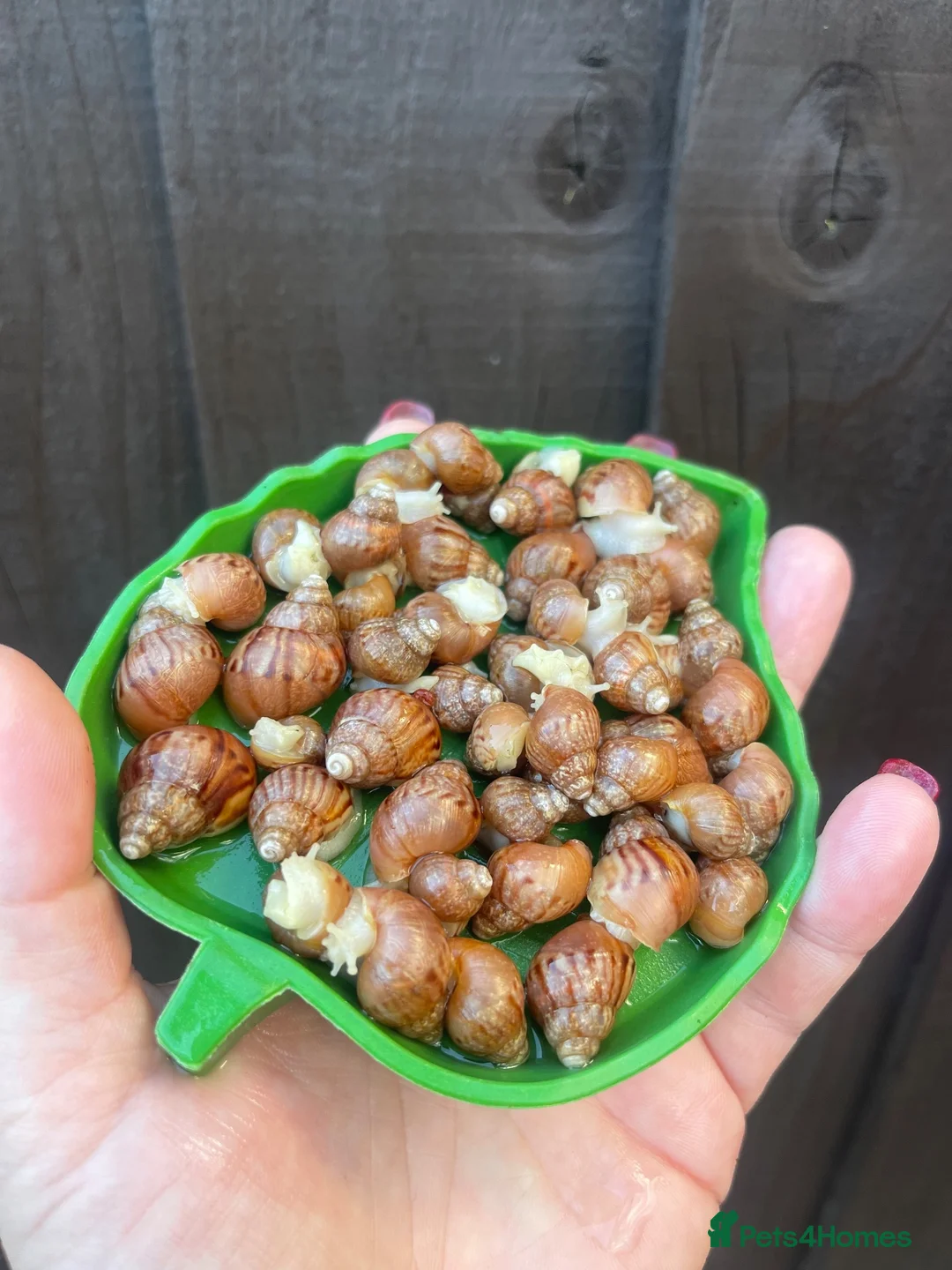 Snails invertebrates for sale: Albino Giant African Land Snails (Achatina Fulica) - Advert 1