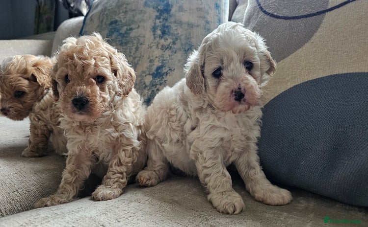 Mixed Breed dogs - Advert 5