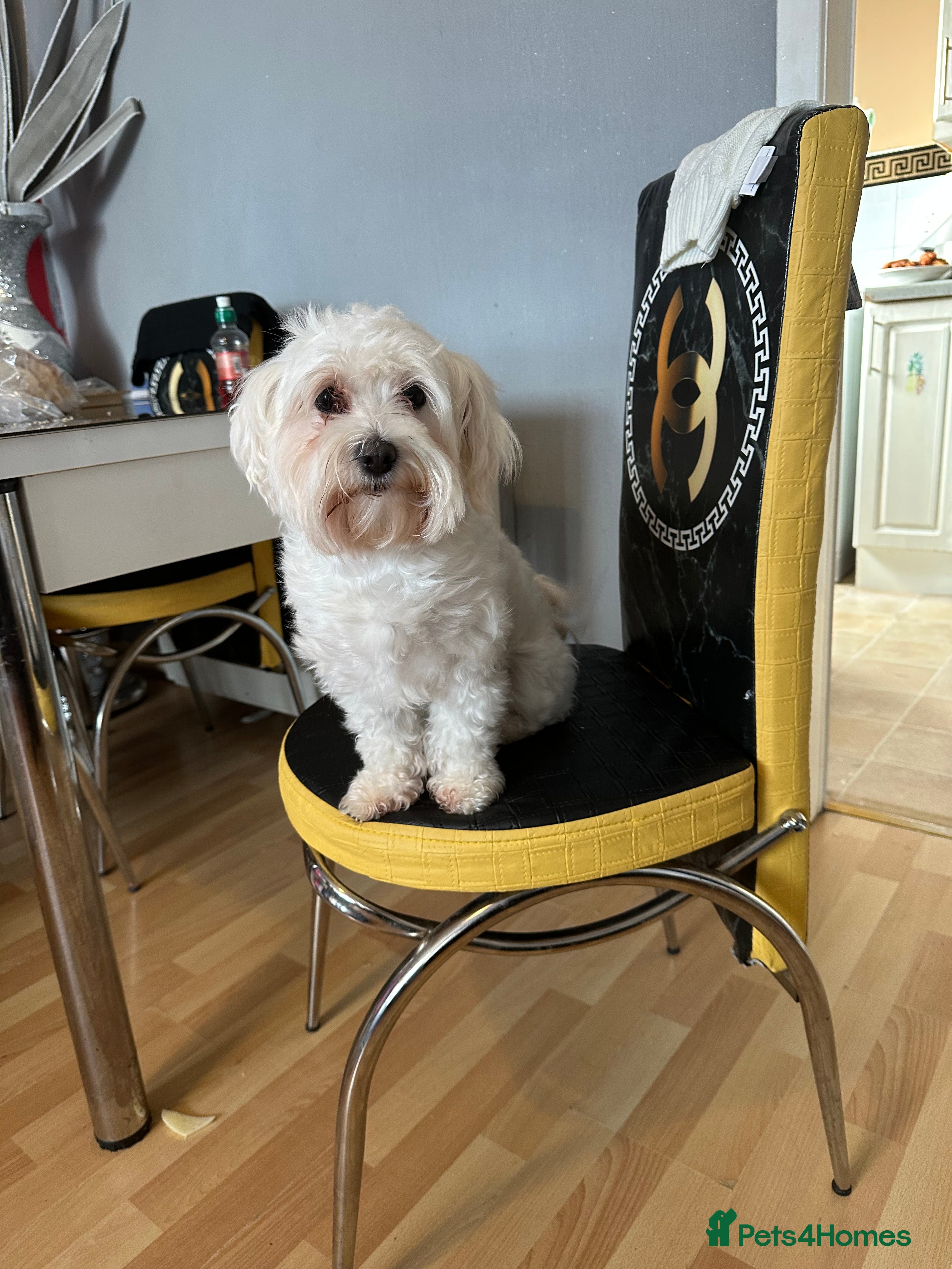 Mixed Breed dogs Bichon x Maltese pups looking for a forever home - Advert 2