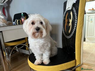Mixed Breed dogs Bichon x Maltese pups looking for a forever home - Advert 12