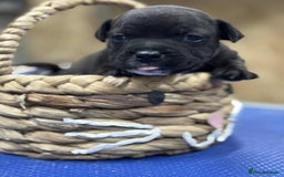 Staffordshire Bull Terrier dogs for sale: Staffordshire Bull Terrier Pups  - Image 8
