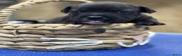 Staffordshire Bull Terrier dogs for sale: Staffordshire Bull Terrier Pups ready now  - Advert 9