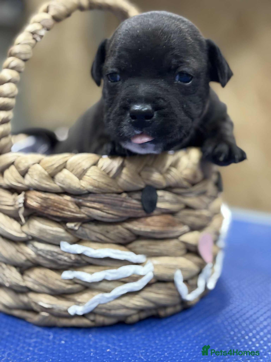 Staffordshire Bull Terrier dogs for sale: Staffordshire Bull Terrier Pups  - Image 8