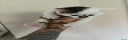 Domestic Shorthair cats for sale: 4 KITTENS AVAILABLE in Dukinfield - Advert 8
