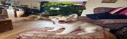 Siberian Husky dogs for sale: Exceptional Siberian Husky x Gsd Puppy - Advert 20