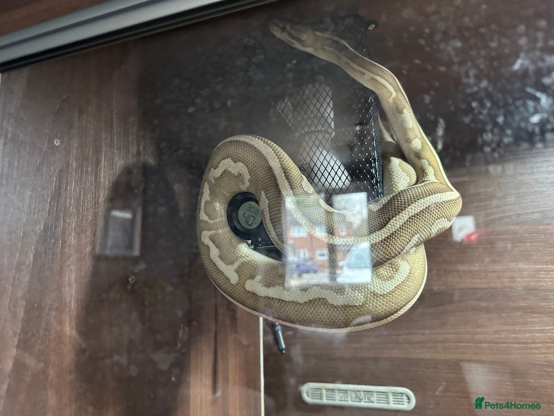 Python Snake reptiles for sale: Royal python females x2 in Tadley - Advert 2