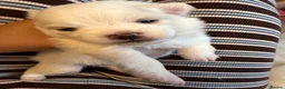Pomeranian dogs for sale: 4 beautiful white Pomeranian boys  in Gloucester - Advert 5