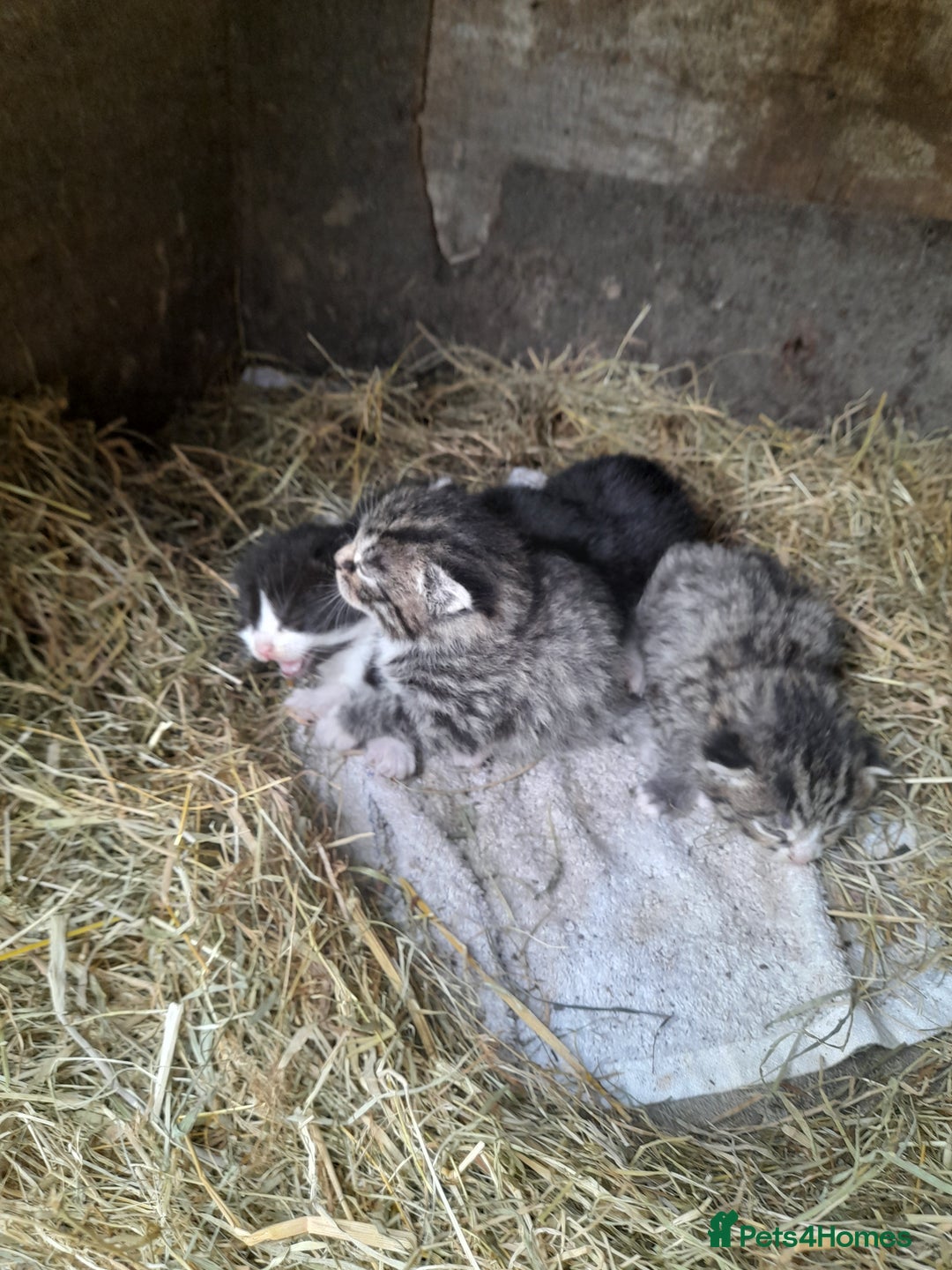 Aegean cats for sale: Agean x Kittens for sale - Image 8