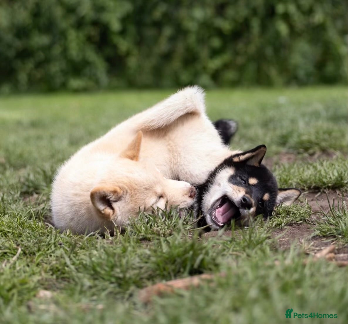 Japanese Shiba Inu dogs Last two Exclusive Japanese Shibas Puppies  🇯🇵 - Advert 3