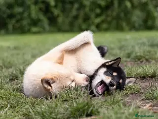 Japanese Shiba Inu dogs Last two Exclusive Japanese Shibas Puppies 🇯🇵 - Advert 3