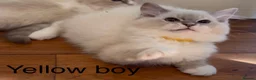 Ragdoll cats for sale: Ragdoll for sale - Advert 2