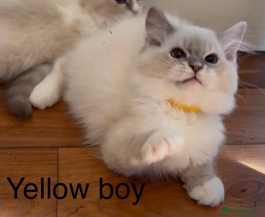 Ragdoll cats for sale: Ragdoll for sale - Advert 2