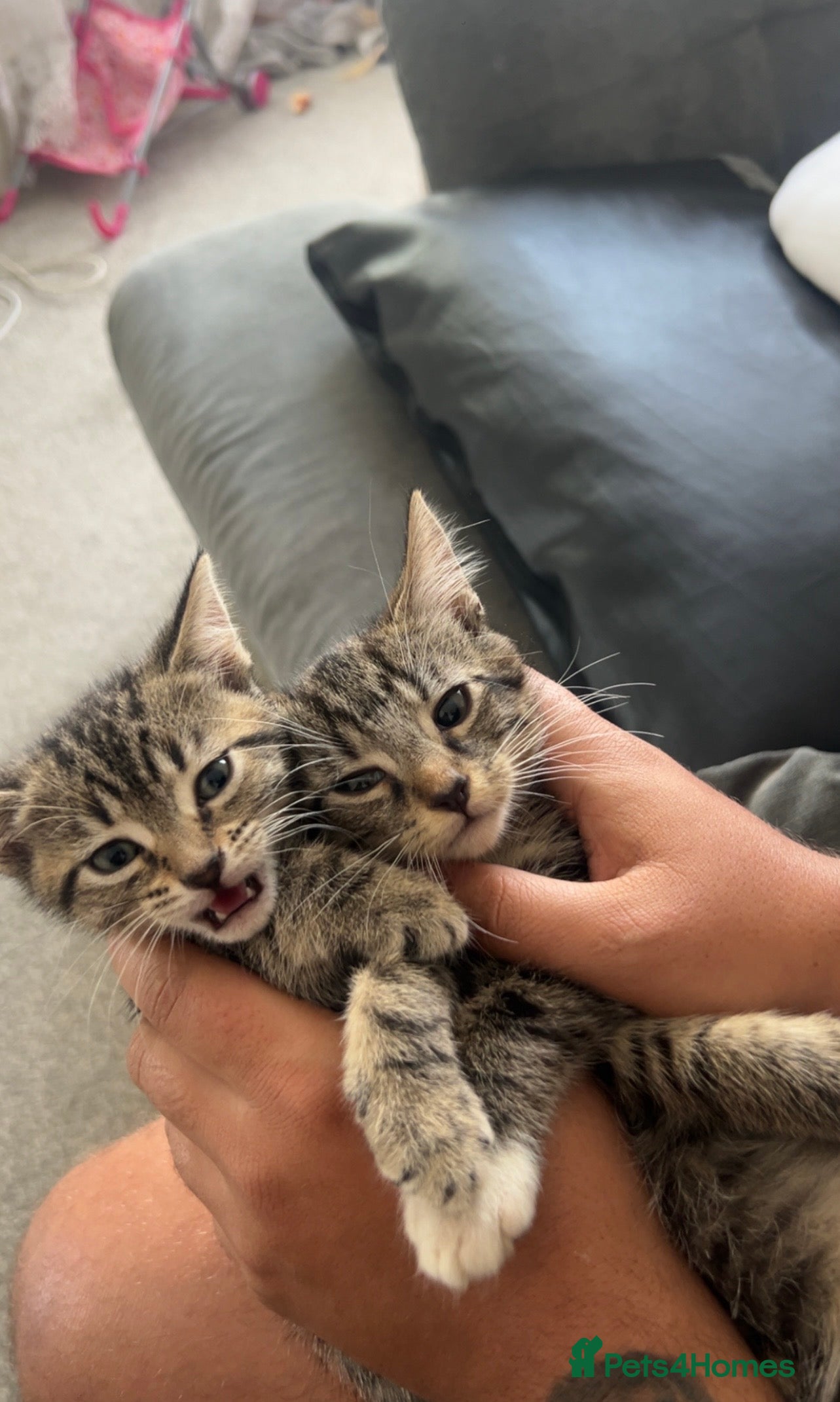 British Shorthair cats FEMALE TABBY KITTEN REHOMING - Advert 15