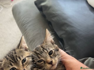 British Shorthair cats - Advert 12