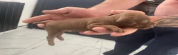 Patterdale Terrier dogs for sale: Beautiful patterdale puppy 1 left  - Advert 17