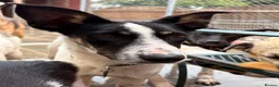 Mixed Breed dogs for adoption: Max - Norwich Norfolk  - Advert 12