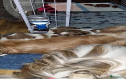 Shih Tzu dogs for sale: Stunning litter - Image 2