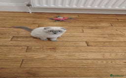 Scottish Fold cats for sale: Beautiful white/grey female Scottish fold for sale - Image 6