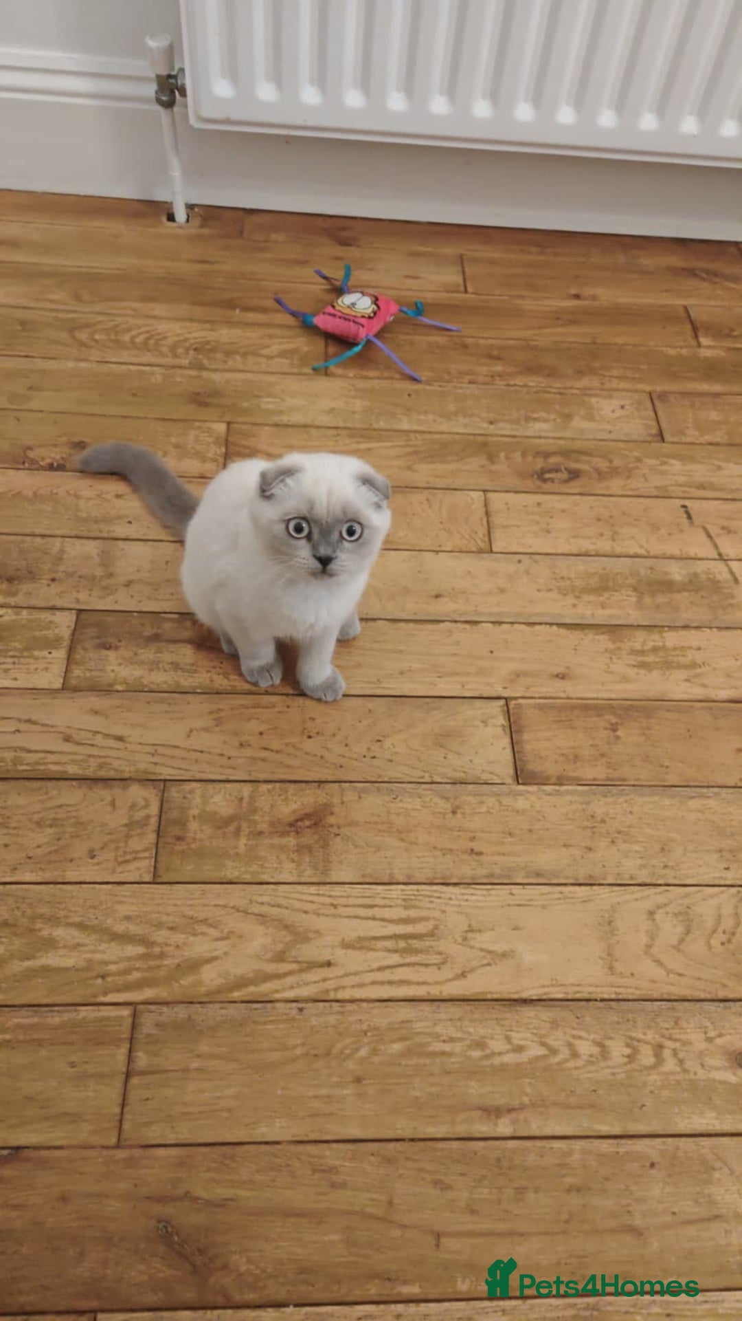 Scottish Fold cats for sale: Beautiful white/grey female Scottish fold for sale - Image 6