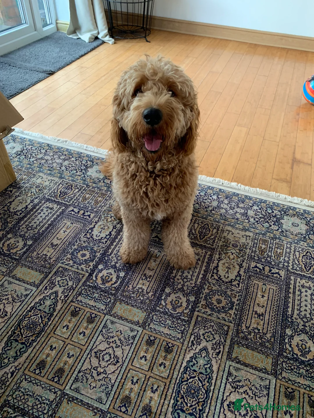 Goldendoodle dogs for sale: Our Golden Doodle to rehome. in Birmingham - Advert 2