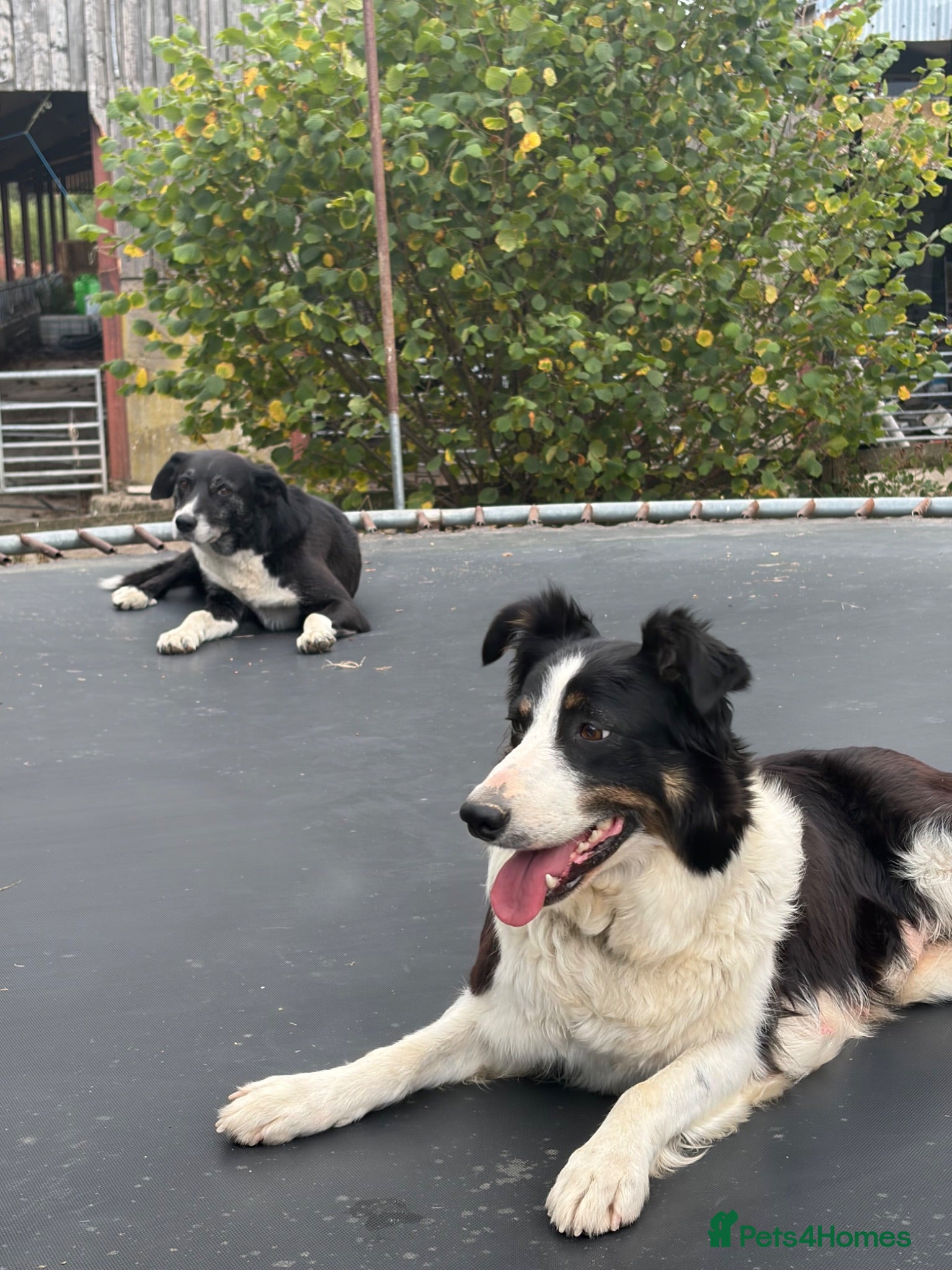 Border Collie dogs 9 Border Collie pups - Advert 8