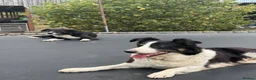 Border Collie dogs for sale: 9 Border Collie pups - Advert 10