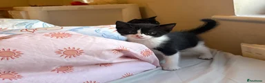 Domestic Shorthair Kitten 1