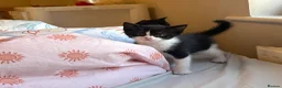 Domestic Shorthair cats for sale:  3 kittens  - Advert 7
