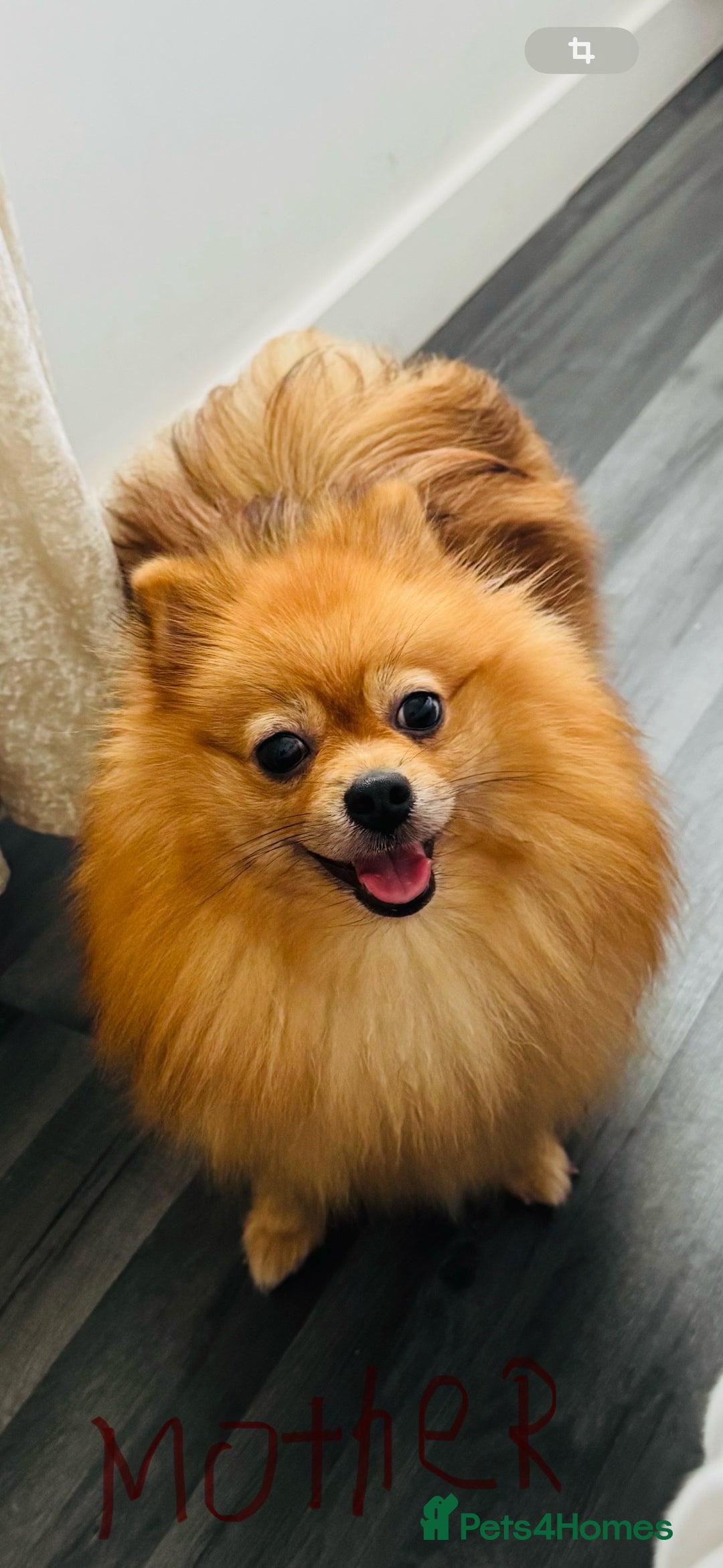 Pomeranian dogs for sale: Four adorable fluffy Pomeranian puppie - Image 17