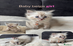 Ragdoll cats for sale: 6 beautiful PURE Ragdolls - Champion Bloodlines - Image 7