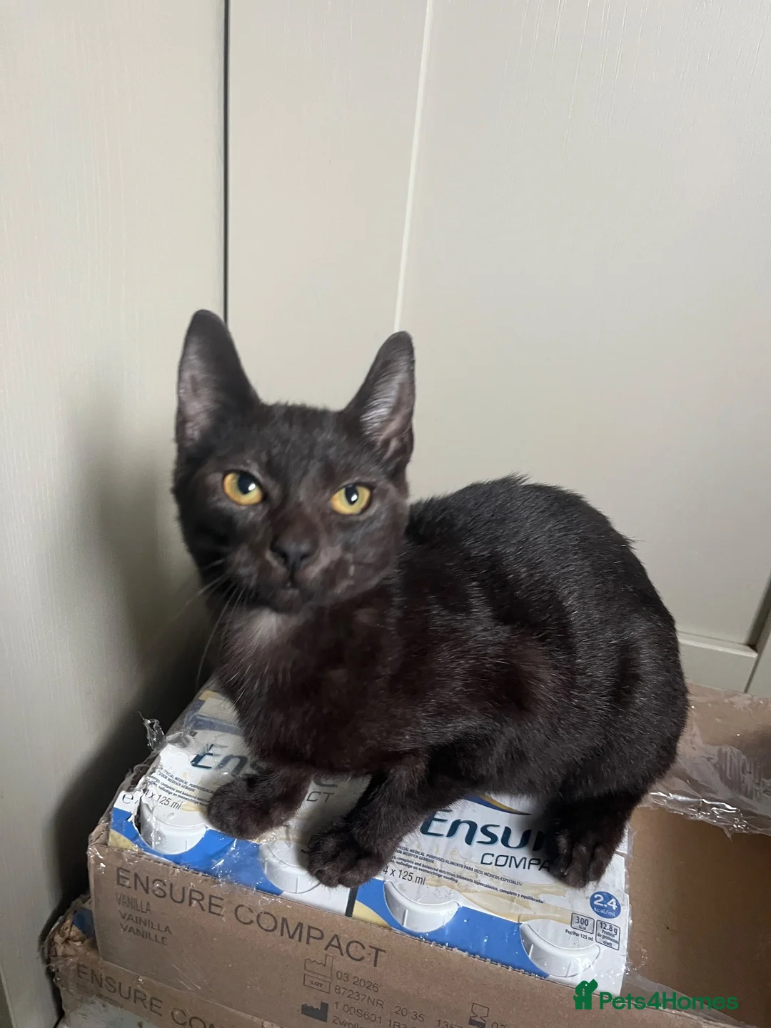Mixed Breed cats for sale: Playful kitten ready for her forever home - Advert 4