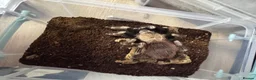 Tarantulas invertebrates for sale: 15 Tarantulas  adult/subadult - Advert 4