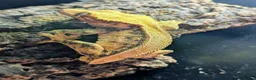 Gecko reptiles for sale: Gargoyles/cresties for sale - breeding sizes  - Advert 5