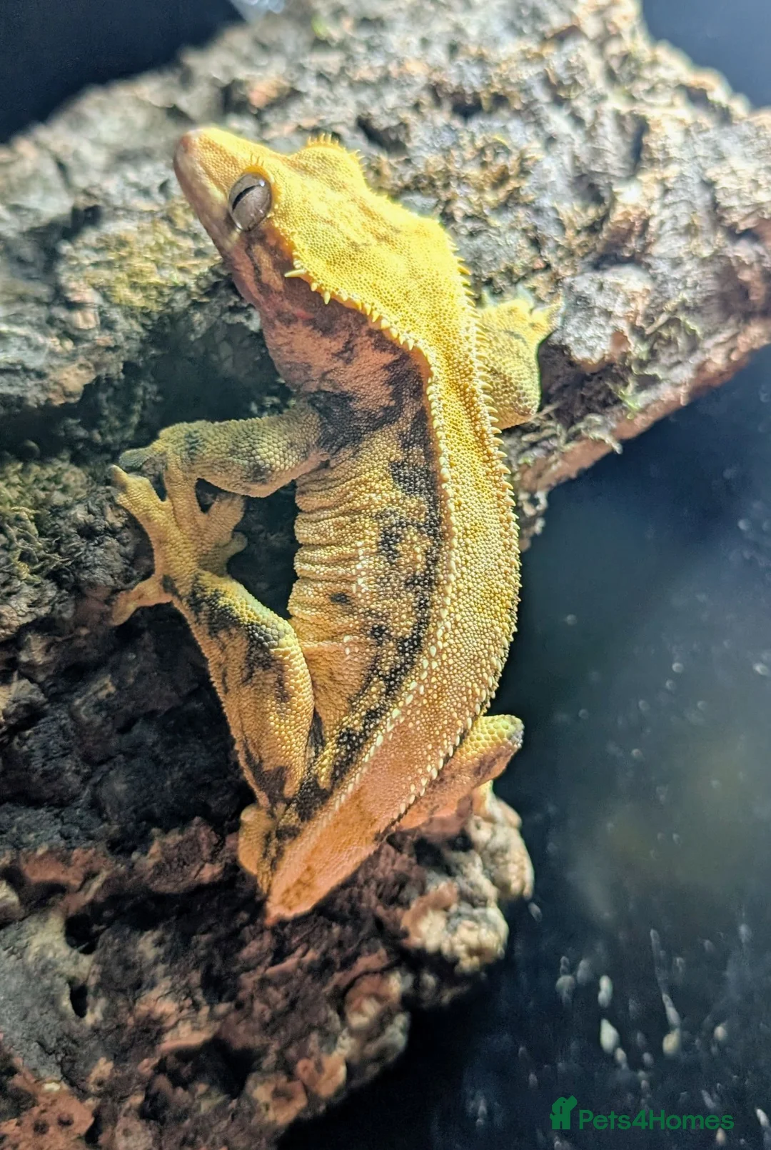 Gecko reptiles for sale: Gargoyles/cresties for sale - breeding sizes  - Advert 5