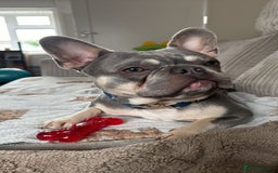 French Bulldog dogs for stud: French Bulldog For stud! KC Registered  in Chester - Image 3