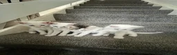 Mixed Breed cats for sale: Half Ragdoll and tabby kittens available - Advert 4