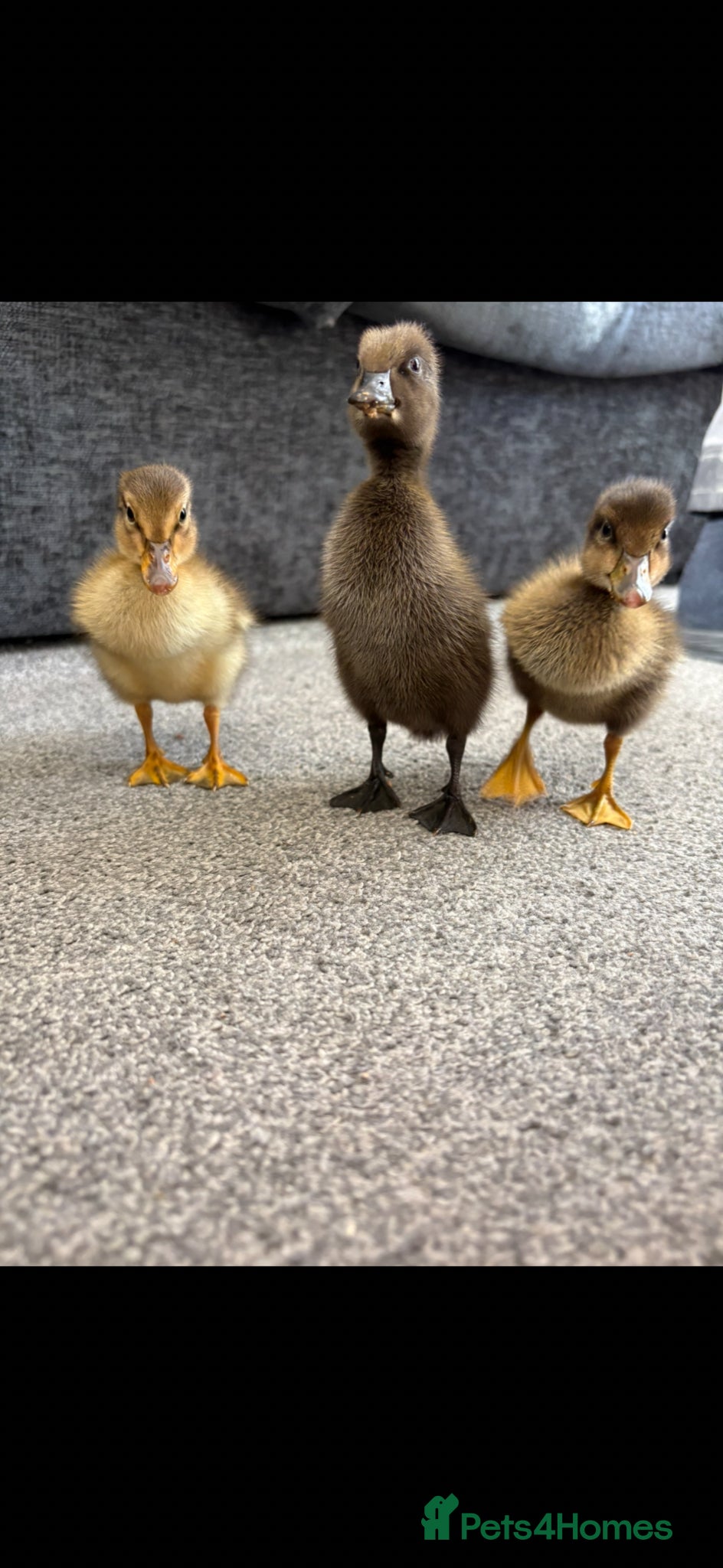 Ducks poultry X3 Indian runner ducklings READY NOW - Advert 10