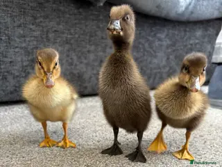 Ducks poultry X3 Indian runner ducklings READY NOW - Advert 10