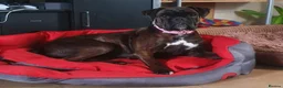 Boxer dogs for sale: Boxer Girl looking for new home - Advert 5