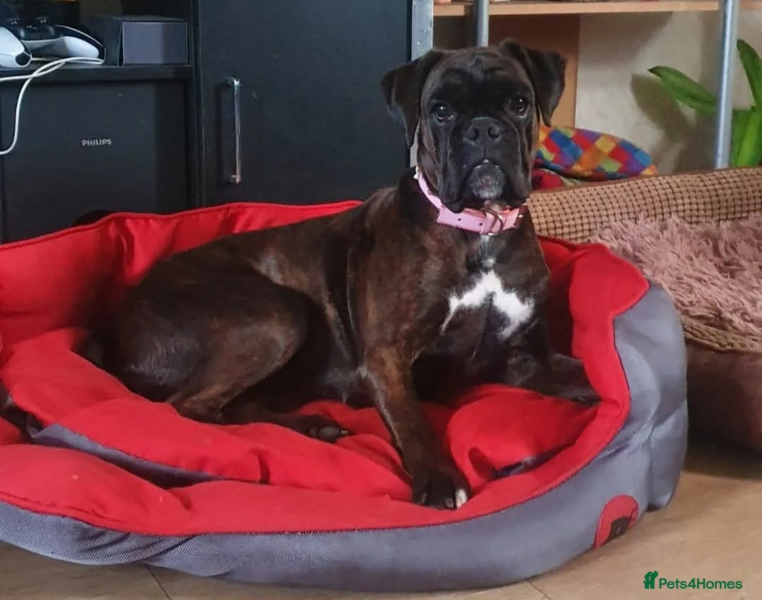 Boxer dogs for sale: Boxer Girl looking for new home - Advert 5