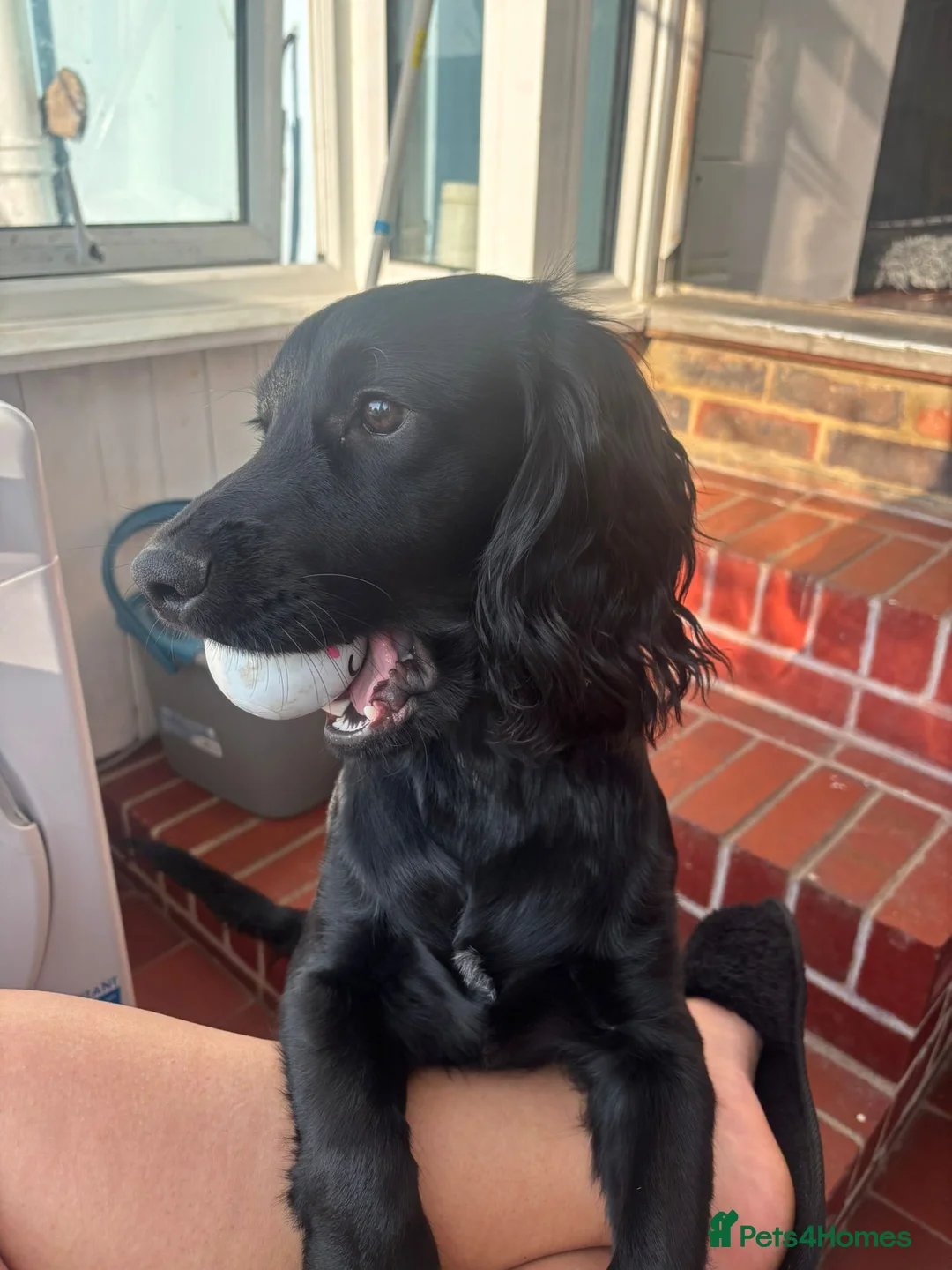Cocker Spaniel dogs for sale: Spaniel for rehoming in Dorchester - Advert 2