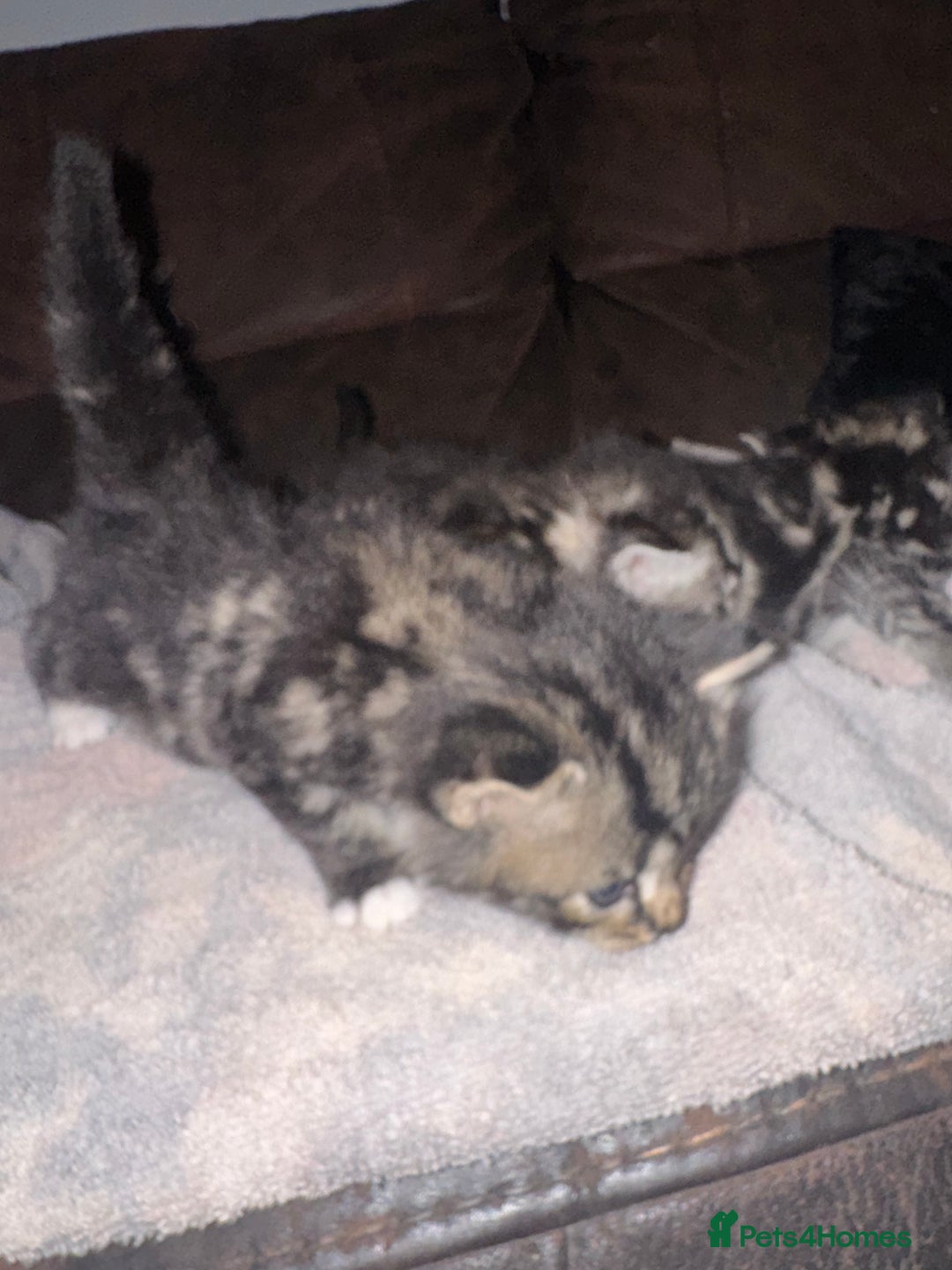 Maine Coon cats for sale: 3 beautiful part Maine coon kittens  - Image 2