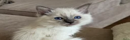 Ragdoll cats for sale: Ragdoll GCCF registered kittens - 9 weeks old - Advert 3