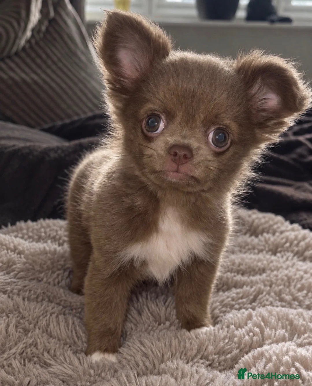 Chihuahua dogs for sale: ONE LILAC LONG COAT CHIHUAHUA LEFT  - Advert 1