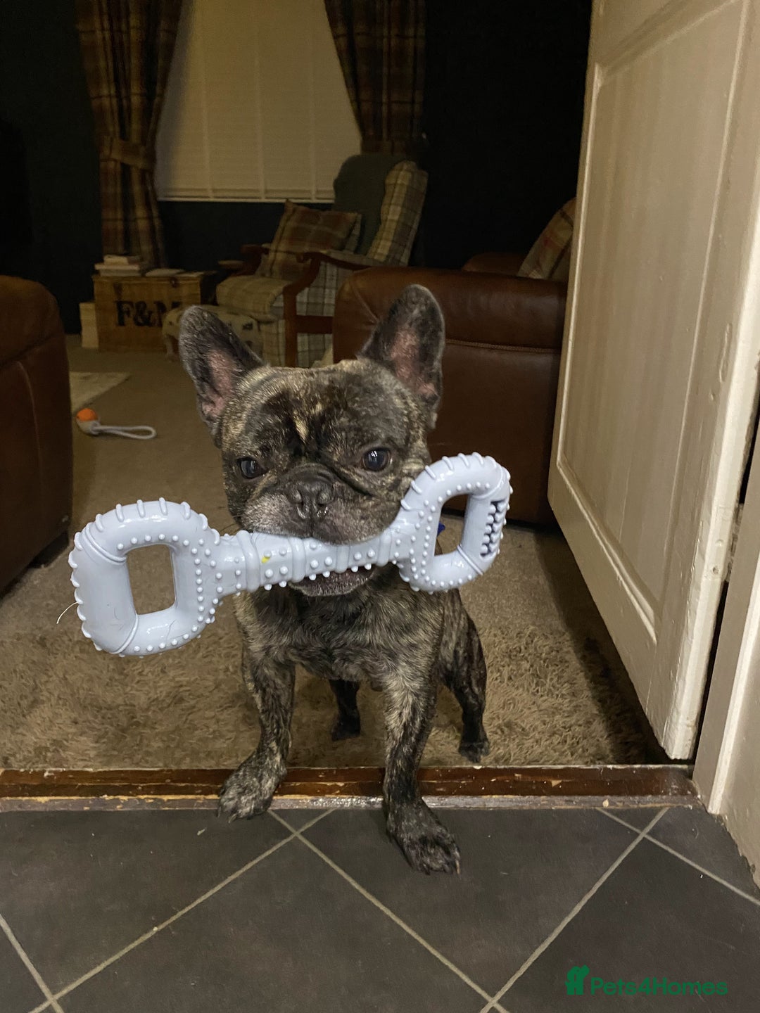 French Bulldog dogs for stud: STUD - Sebastian beautiful boy available for STUD - Advert 10